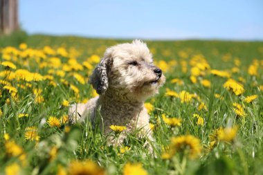 küçük fino köpeği bir sahada dandelions ile yalan söylüyor