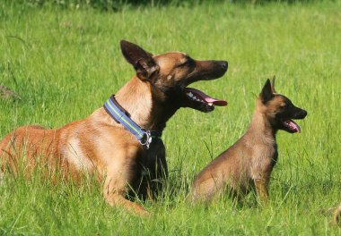 bahçede annemle Malinois köpek yavrusu