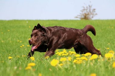 kahverengi labrador dandelions sahip bir alan üzerinde çalışan