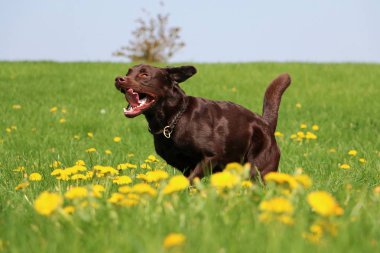 kahverengi labrador dandelions sahip bir alan üzerinde çalışan