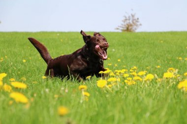 kahverengi labrador dandelions sahip bir alan üzerinde çalışan