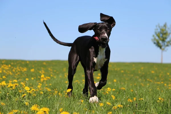 Negro Gran Danés Está Corriendo Campo Con Dientes León — Foto de Stock