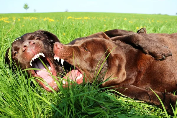 Dos Labrador Retriever Marrones Están Luchando Jardín — Foto de Stock