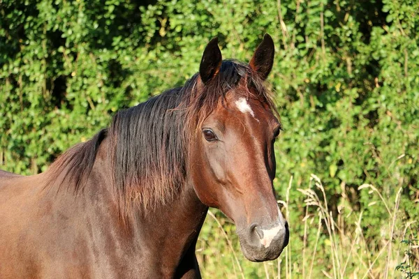 太陽の下で美しい茶色の馬の頭の肖像画 — ストック写真