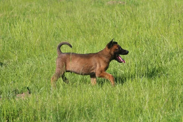 Küçük Belçikalı çoban köpeği bahçede yürüyor.