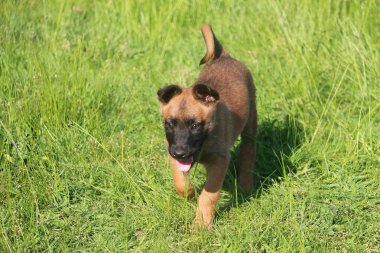 Küçük Belçikalı çoban köpeği bahçede yürüyor.