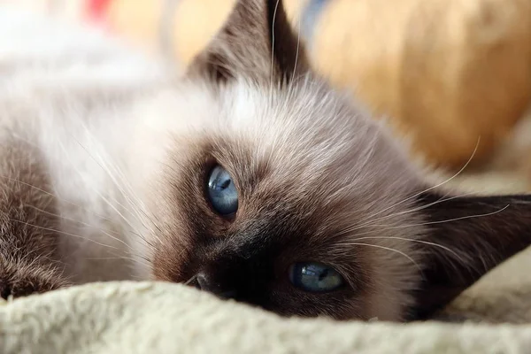 Крупный План Священного Бирманского Котенка Голубыми Глазами — стоковое фото