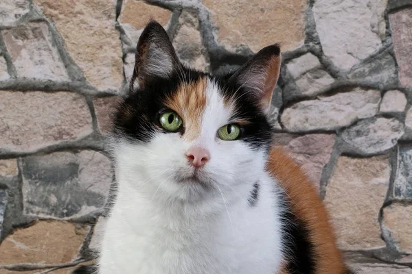 Красивые Трехцветные Кошки Голову Портрет Перед Каменной Стеной — стоковое фото