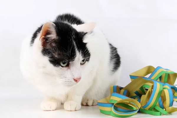 Schwarz Weiße Katze Sitzt Einem Weißen Atelier Und Daneben Ein — Stockfoto