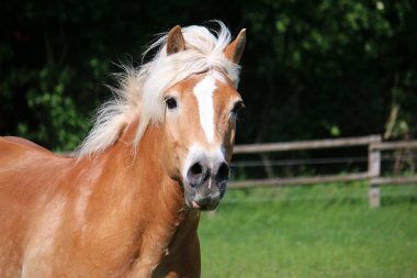 head portrait of a running haflinger horse on the paddock clipart