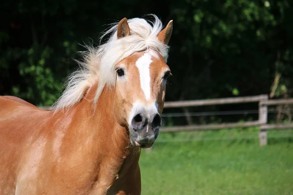 Hoofd Portret Van Een Rennend Haflinger Paard Paddock — Stockfoto