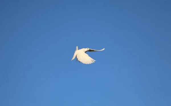 Hermosa Paloma Blanca Está Volando Cielo Azul — Foto de Stock