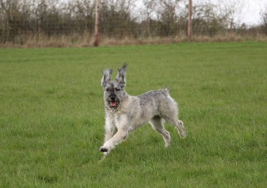 Dev Schnauzer bahçede koşuyor.