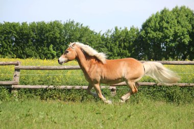 güzel haflinger atı padok üzerinde çalışıyor