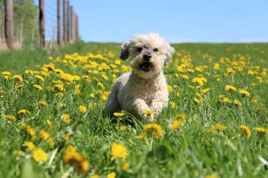 Küçük beyaz kaniş karışık ırk köpeği sarı karahindiba tarlasında koşar.