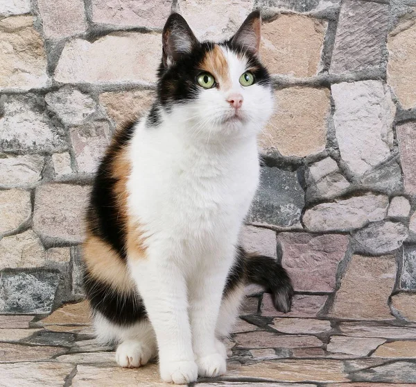 Krásná Tříbarevná Kočka Sedí Kamenném Studiu — Stock fotografie