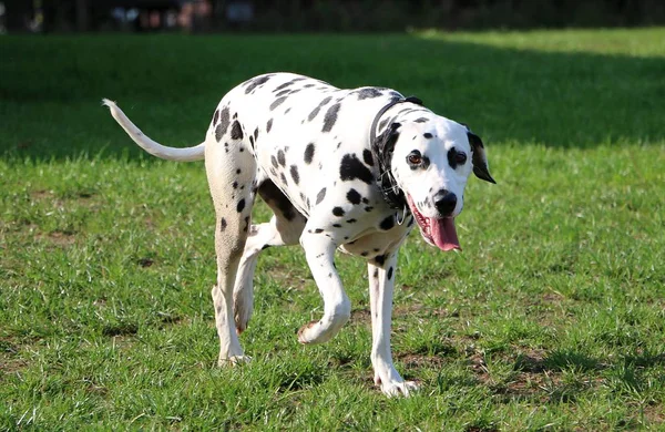 Mooie Dalmatische Hond Wandelen Tuin — Stockfoto