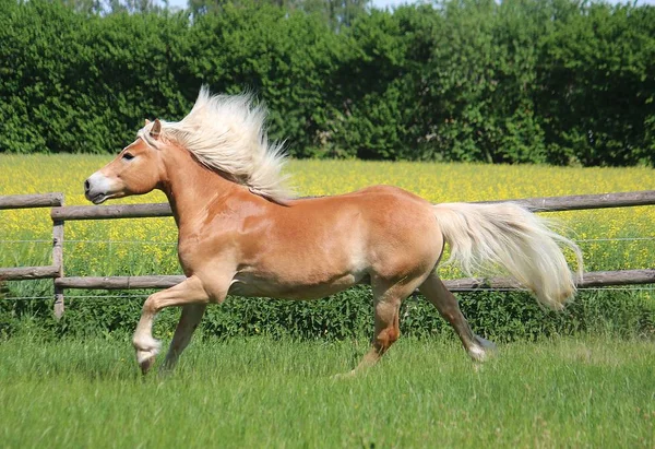 Bellissimo Cavallo Haflinger Sta Correndo Sul Paddock — Foto Stock