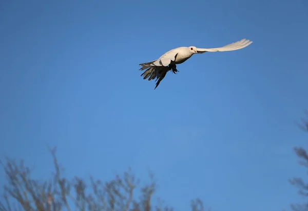 beautiful white dove is flying at the blue sky