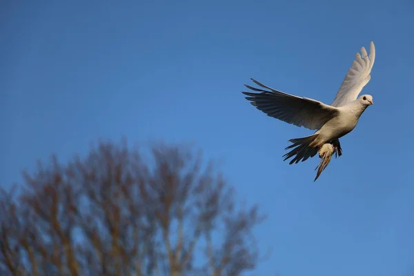 Hermosa Paloma Blanca Está Volando Cielo Azul — Foto de Stock