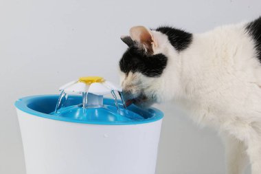 Siyah ve beyaz kedi, elektrikli bir çeşmeden tatlı su içiyorlar.