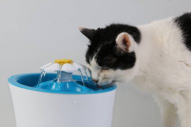 Siyah ve beyaz kedi, elektrikli bir çeşmeden tatlı su içiyorlar.