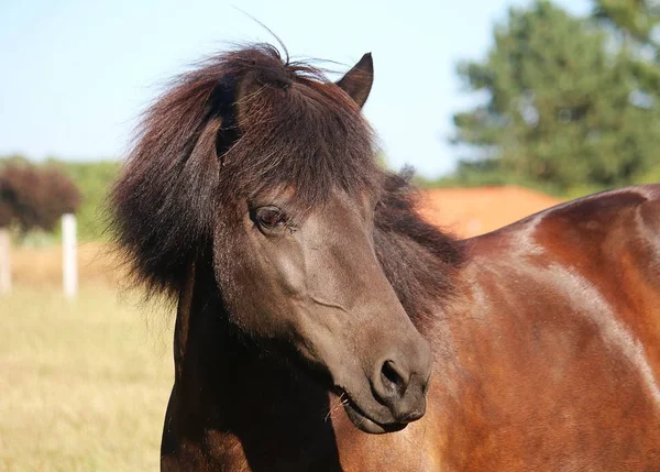 パドックの美しい茶色のアイスランドの馬の頭を閉じて — ストック写真