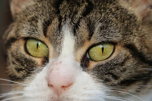 Extreme Close Cats Eyes — 스톡 사진