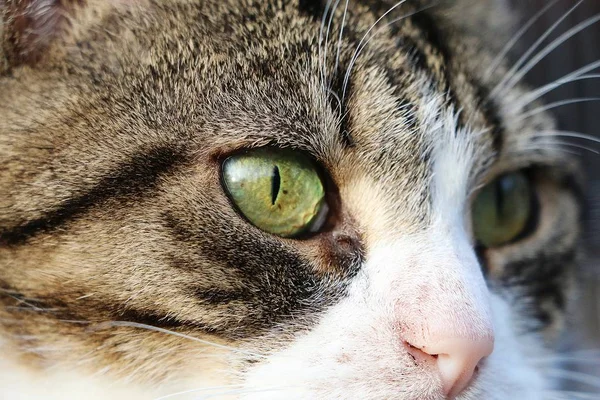 Extreme Close Cats Eyes — 스톡 사진