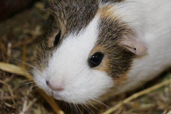 Close Head Portrait Small Guinea Pig — 스톡 사진