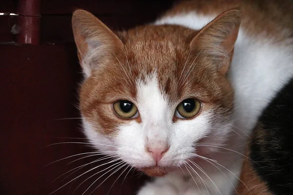 Primer Plano Una Cabeza Gato Pelo Rojo Blanco — Foto de Stock