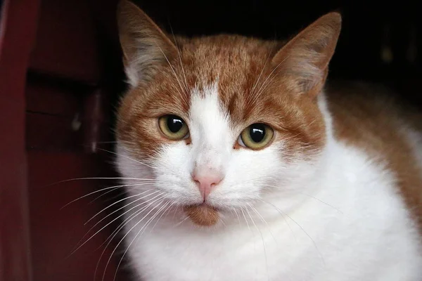 Close Uma Cabeça Gato Cabelos Vermelhos Brancos — Fotografia de Stock