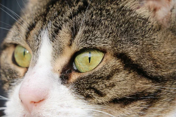 Extreme Close Cats Eyes — 스톡 사진