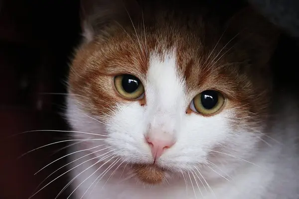 Primer Plano Una Cabeza Gato Pelo Rojo Blanco — Foto de Stock