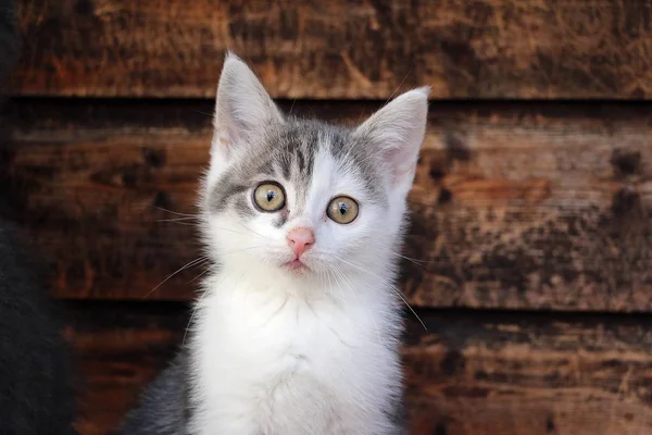 Lustiges Kleines Grau Weißes Katzenkopfporträt Vor Einer Holzwand — Stockfoto