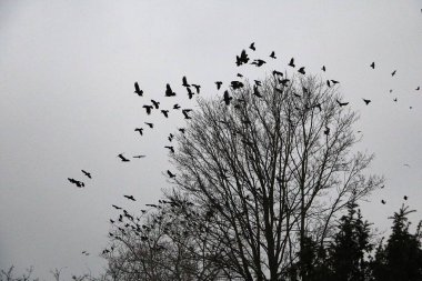 Karanlıkta bir ağaç üzerinde uçan kuş sürüsü.