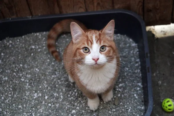 Sitting Litter Box Looking Camera — Stock Photo, Image