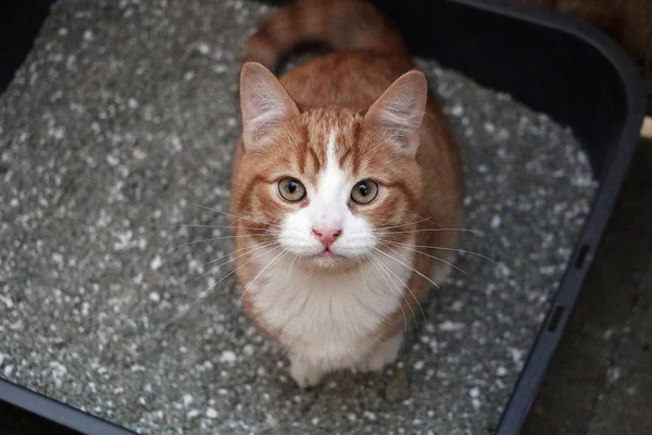 Sitting Litter Box Looking Camera — Stock Photo, Image