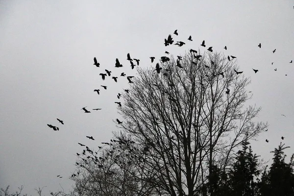 Stormo Uccelli Vola Sopra Albero Buio — Foto Stock