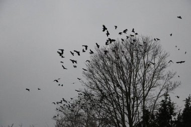 Karanlıkta bir ağaç üzerinde uçan kuş sürüsü.