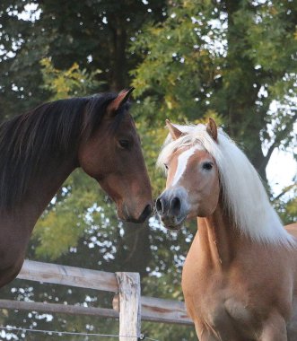 Çayırda öpüşen iki at.