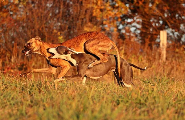 Dwa Zabawne Gry Uruchomiony Whippet Parku — Zdjęcie stockowe