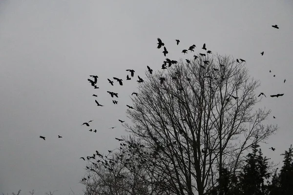 Bandada Aves Vuela Sobre Árbol Oscuridad — Foto de Stock