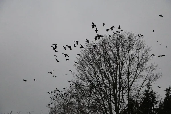 Stormo Uccelli Vola Sopra Albero Buio — Foto Stock