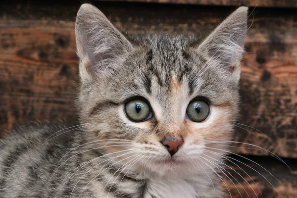 Wunderschönes Dreifarbiges Katzenkopfporträt Vor Einer Holzwand — Stockfoto