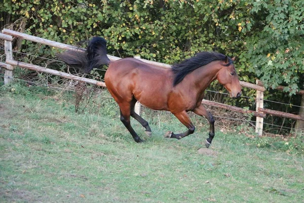 Bellissimo Cavallo Quarto Marrone Esecuzione Sul Paddock — Foto Stock