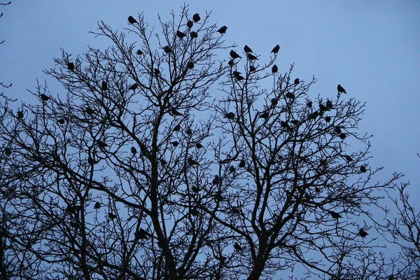 鳥の群れが暗闇の中で木の上を飛ぶ — ストック写真