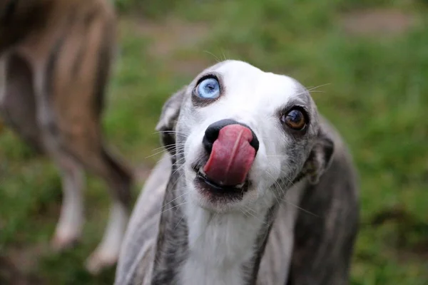 Primer plano de un divertido whippet con tonge en el jardín —  Fotos de Stock