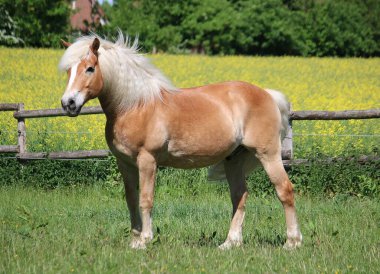Güzel haflinger atı gün ışığında çayırda duruyor.