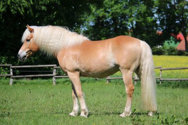 Güzel haflinger atı gün ışığında çayırda duruyor.